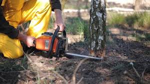 Best Firewood Processing and Delivery  in Idalou, TX