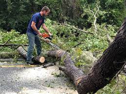 Best Hazardous Tree Removal  in Idalou, TX