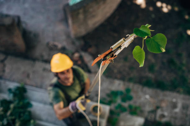  Idalou, TX Tree Services Pros