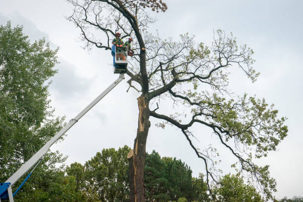 Idalou, TX Tree Services Company