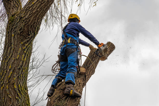 Best Tree Preservation Services  in Idalou, TX