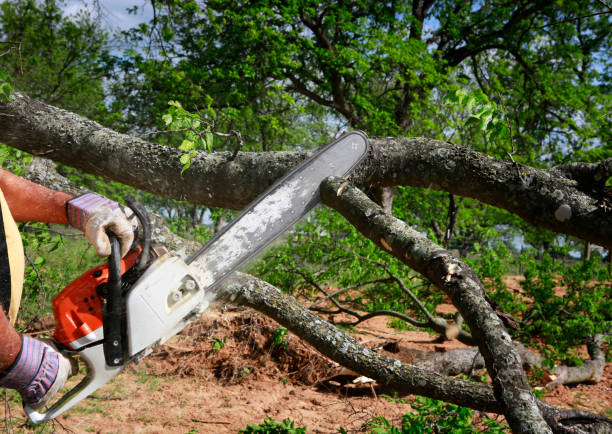 Best Fruit Tree Pruning  in Idalou, TX